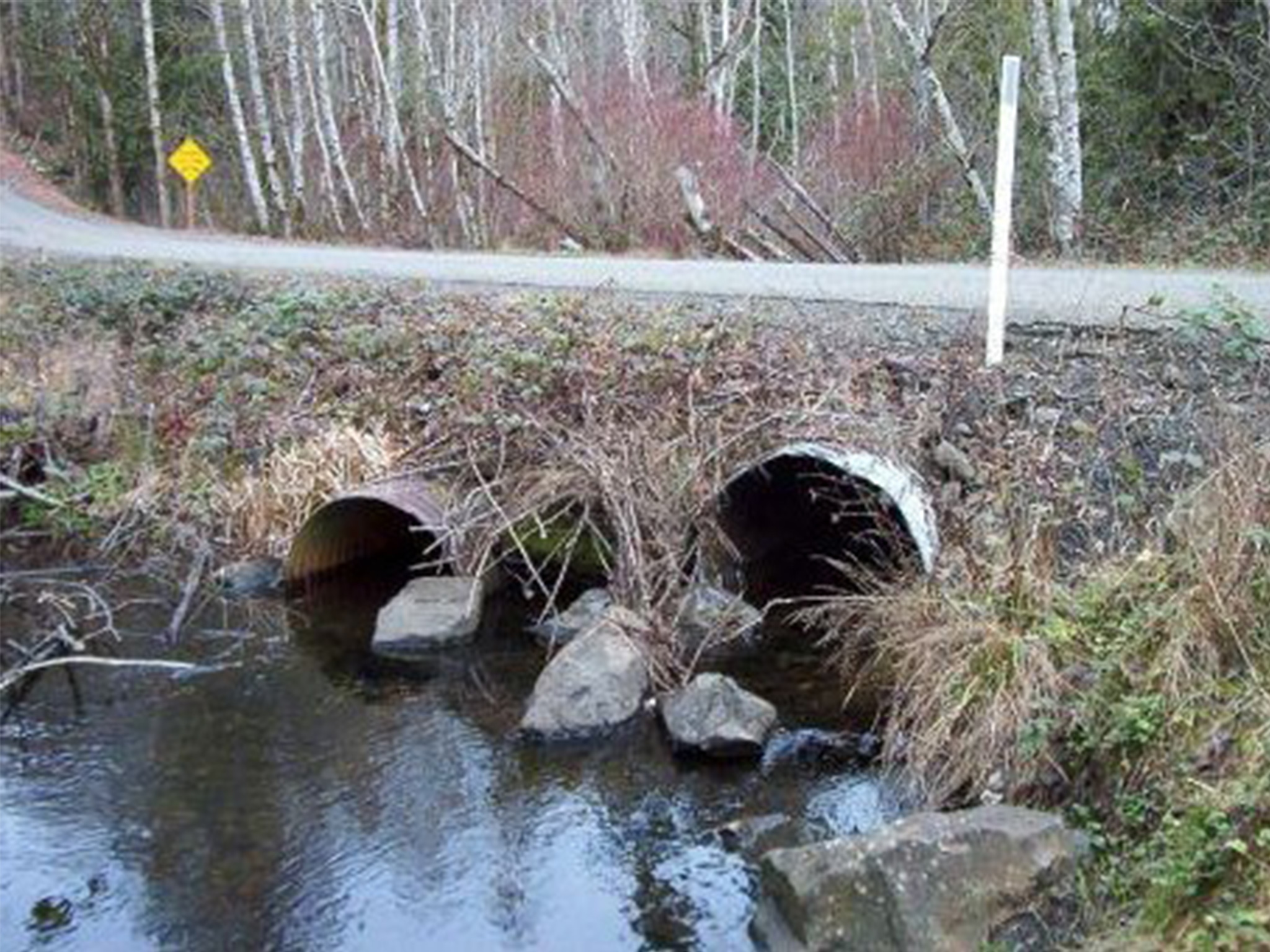 22-1555-wildcat-before 22-1555 Wildcat, before