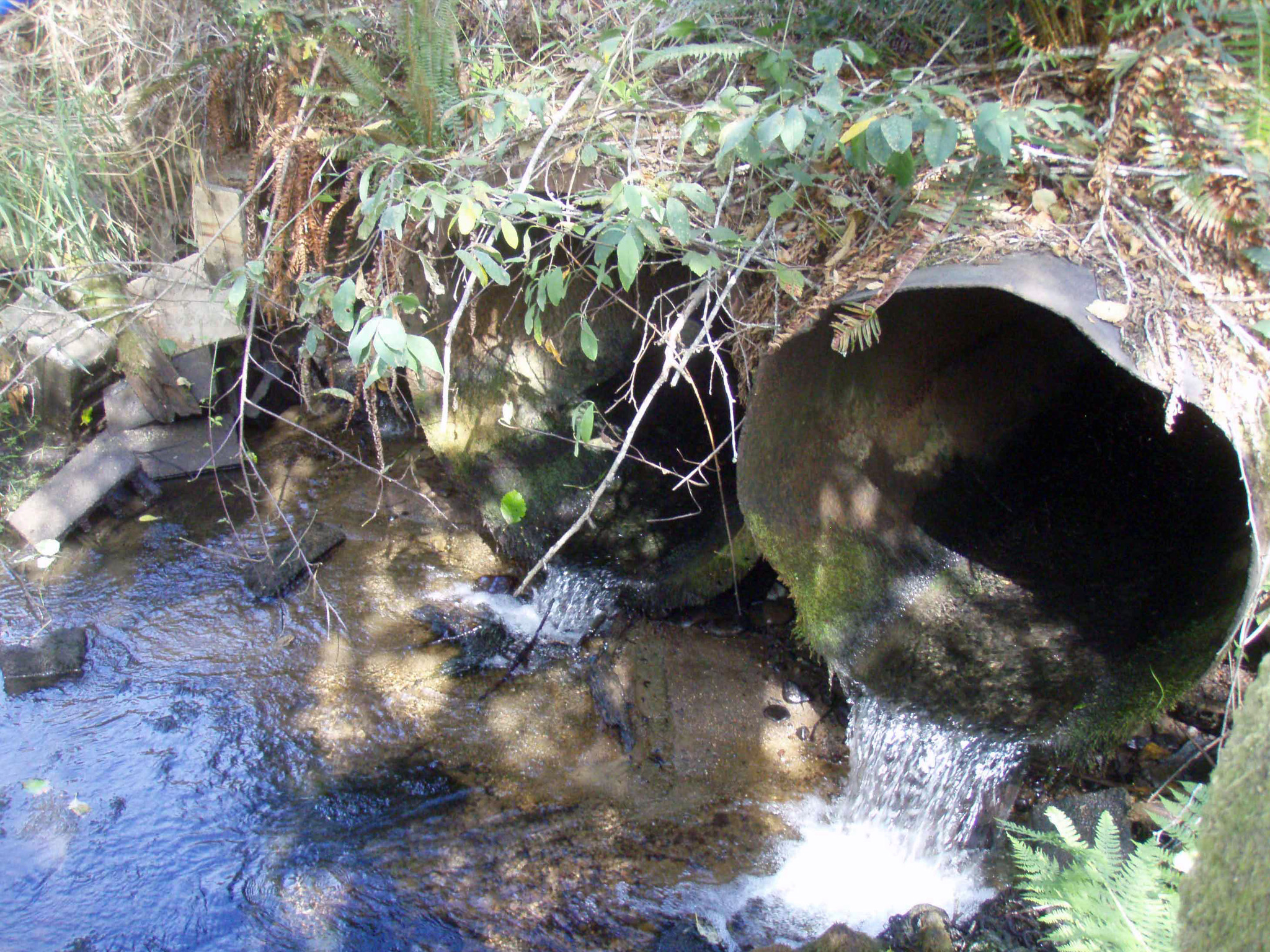 bush-creek-before bush-creek-before